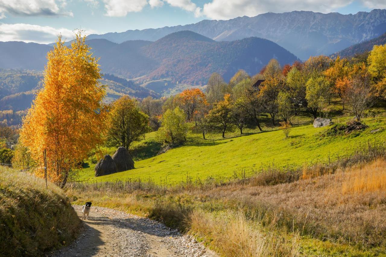 Pensiunea Hodaita Magura  Bagian luar foto