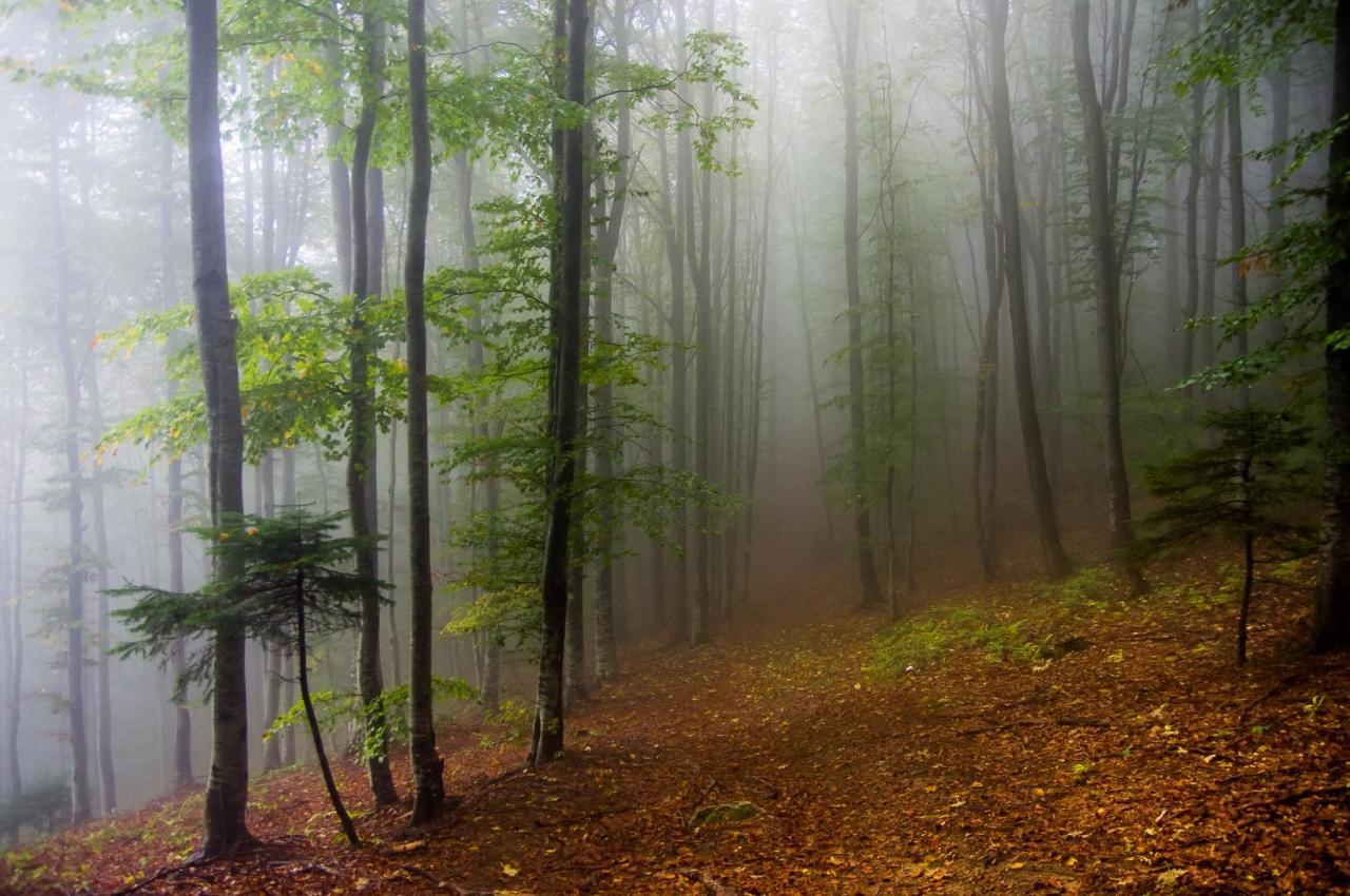 Pensiunea Hodaita Magura  Bagian luar foto